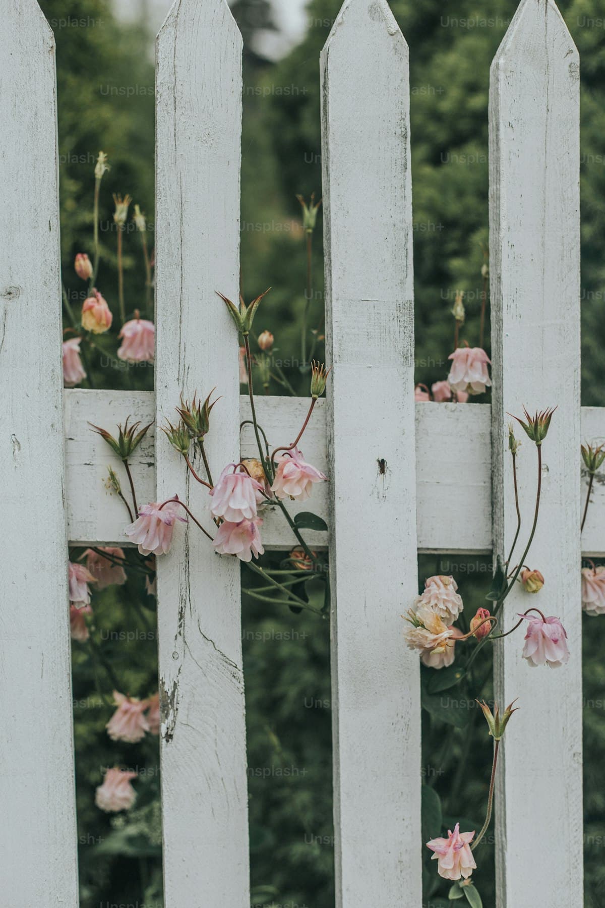 Fence Permit Requirements: What You Need to Know Before Building
